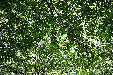 梅路艾姆将加入《全职猎人 NEN×IMPACT》阵容